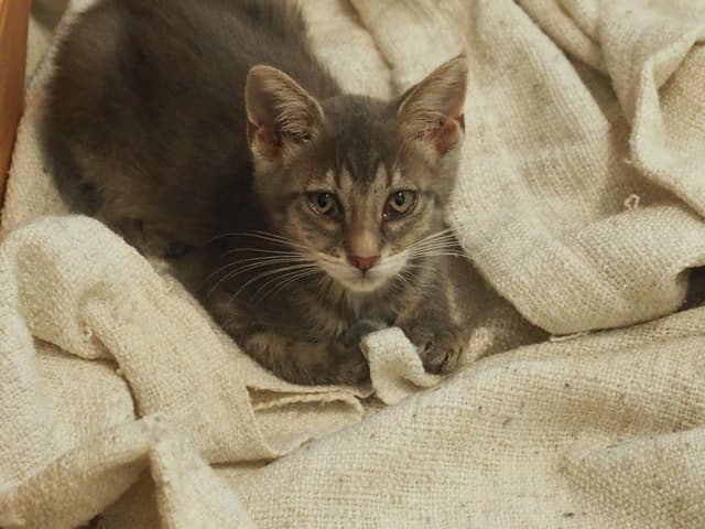 Lila