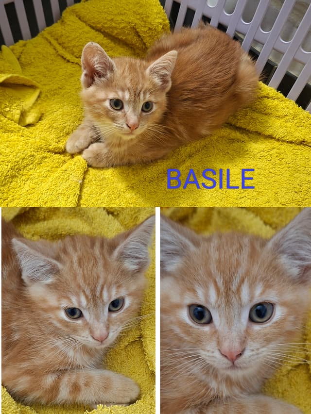 BASIL