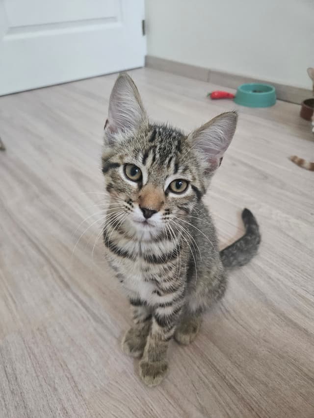 LANDO