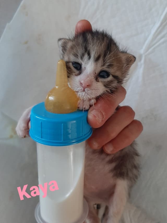 kaya