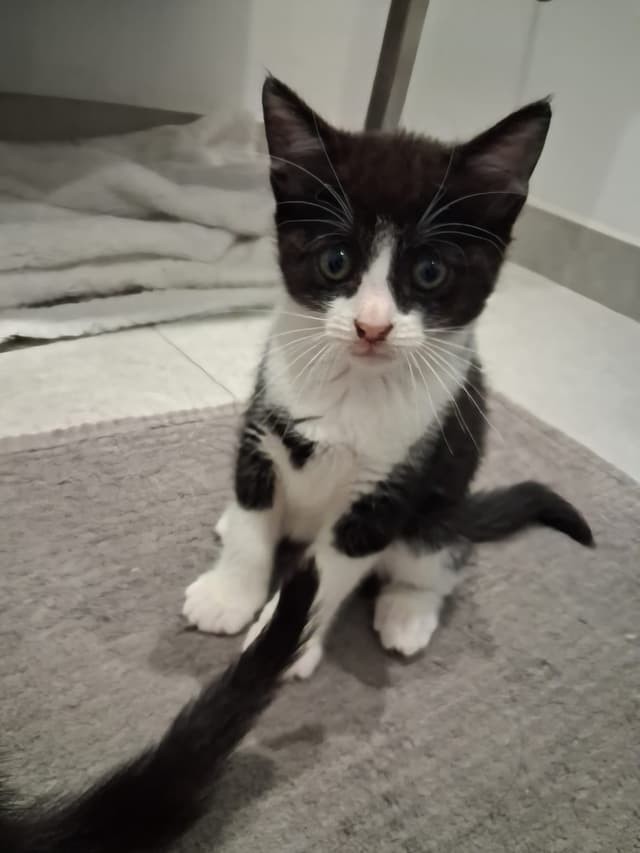 bijou