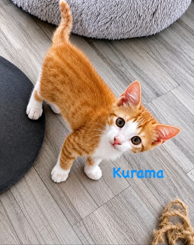 Kurama
