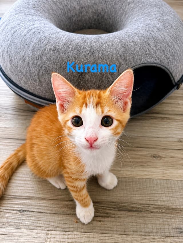 Kurama