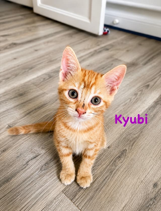 Kyubi