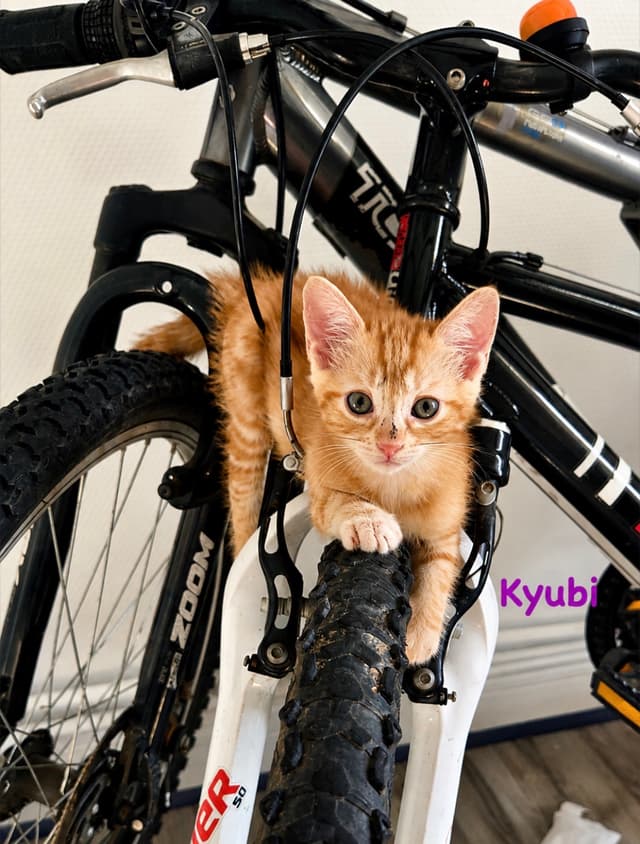 Kyubi
