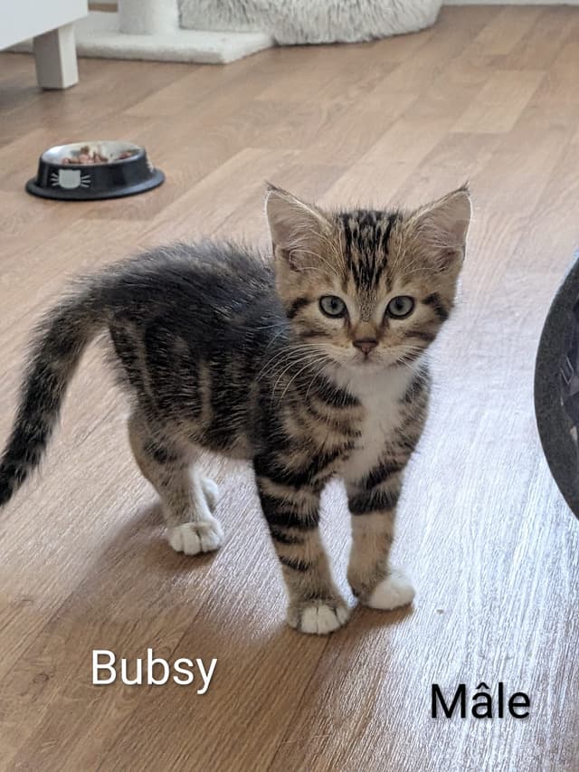 bubsy