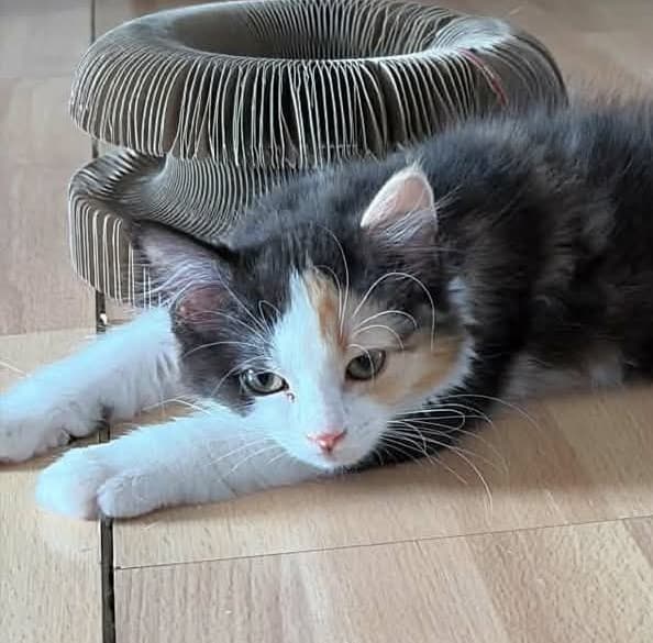 Bella