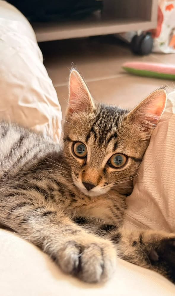 PÉPITO