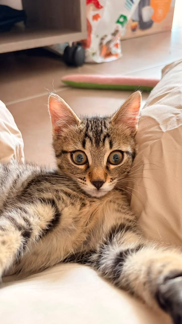 PÉPITO
