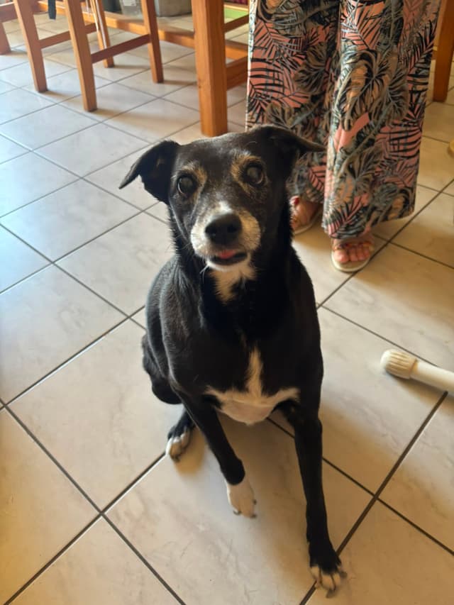 maya