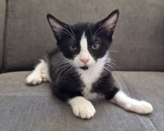 DOMINO