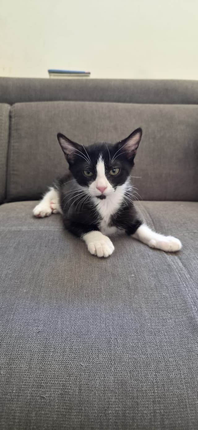 DOMINO