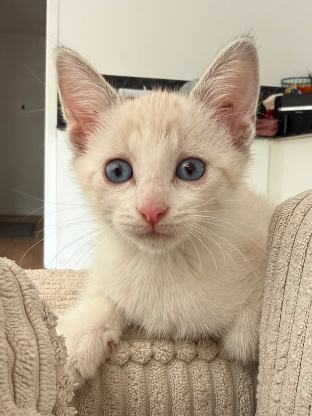BOO