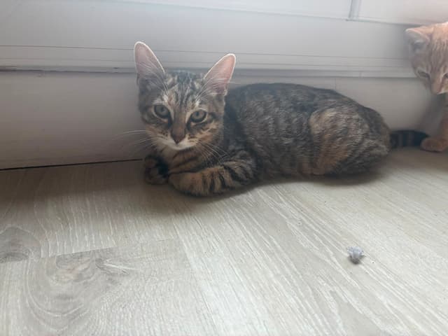 amaya