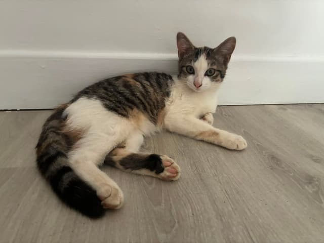 rosalia