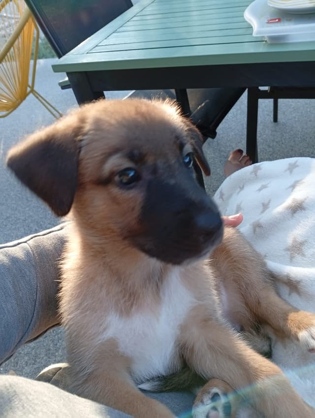 bonnie