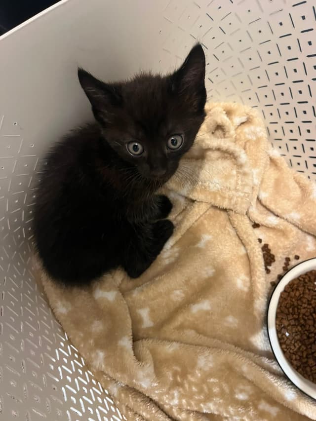 Salem