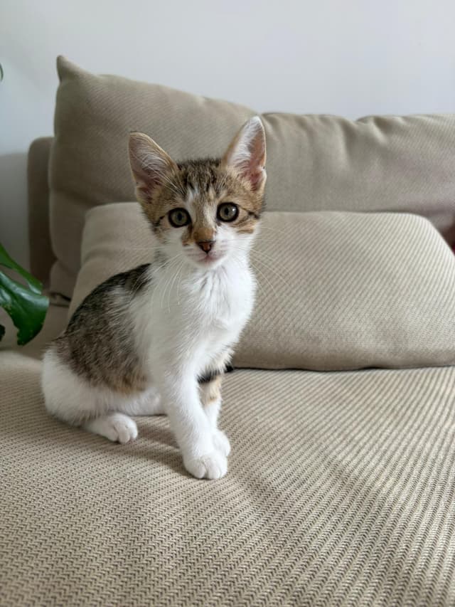 BISOU