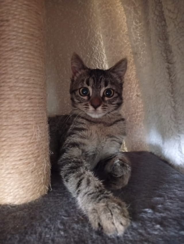 Bohème