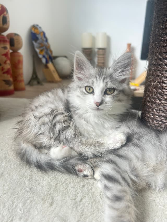 Suki