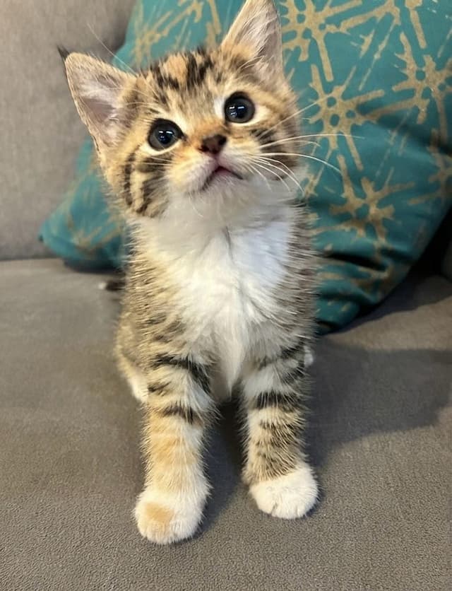 Suri