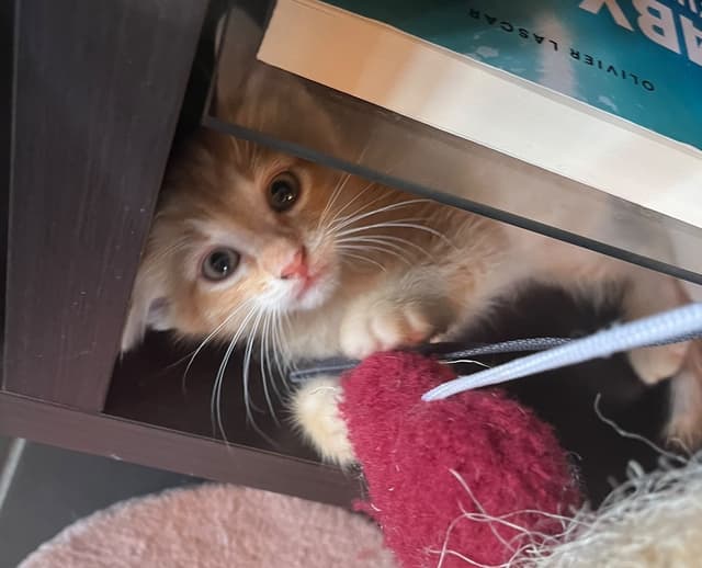Simba