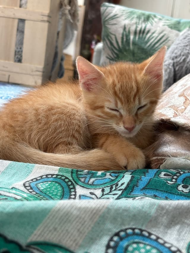 Simba