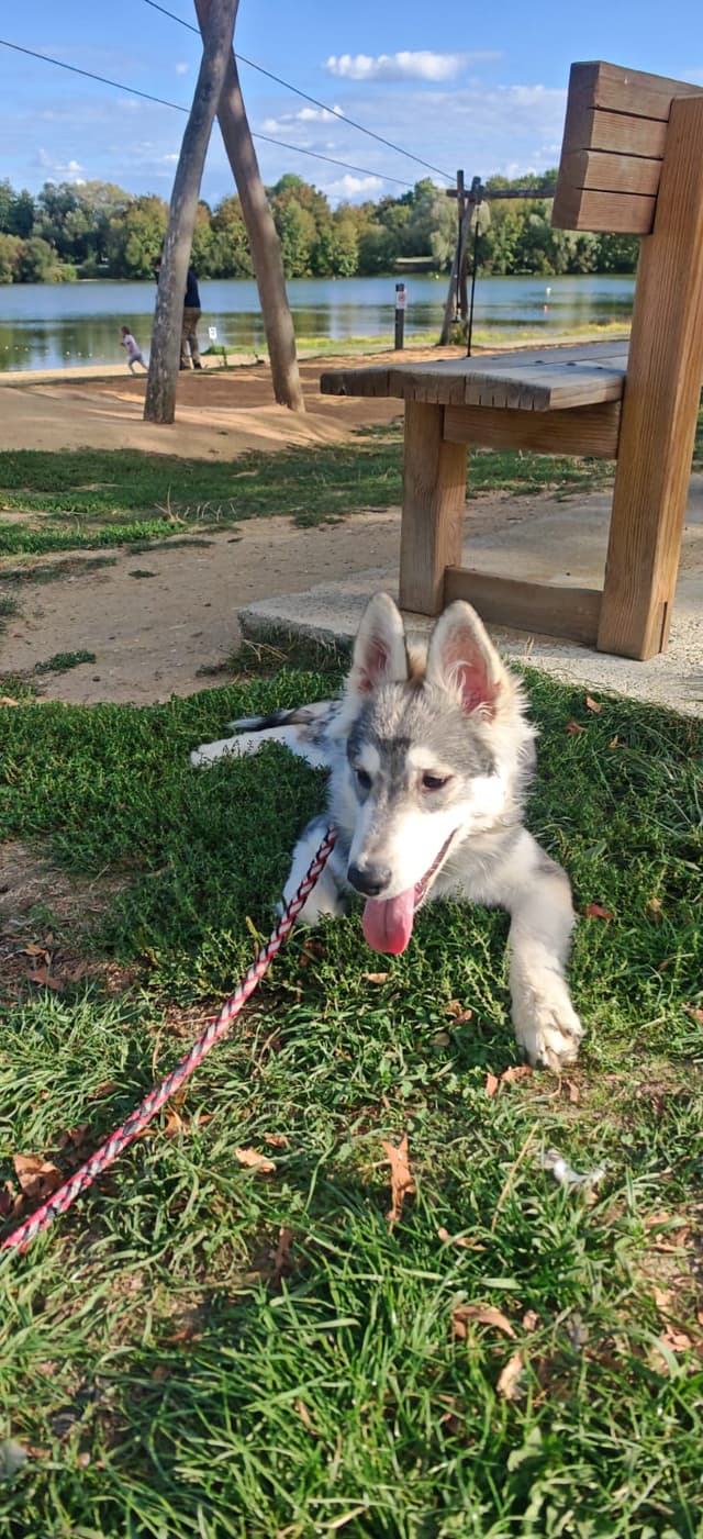bella