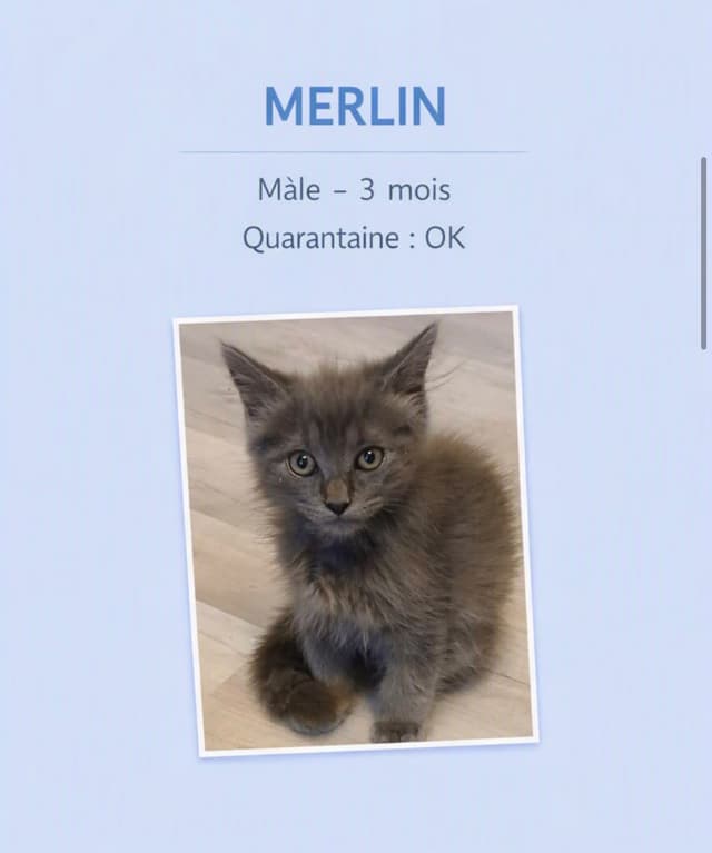 merlin