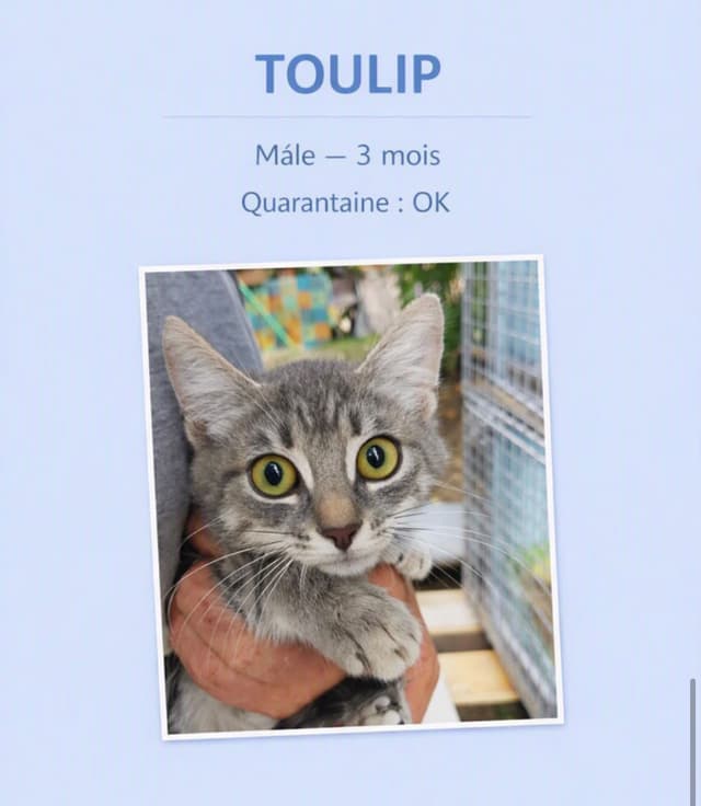 toulip