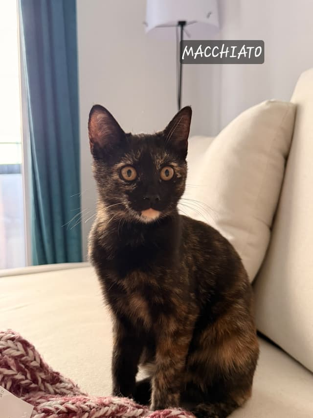 Macchiato