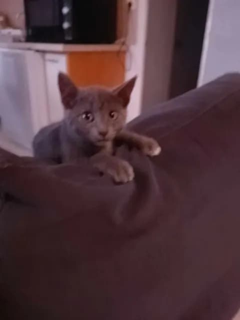 Kaly