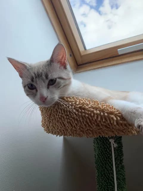Tsuki